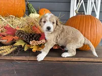 Ace , a male Bernedoodle and Miniature Bernedoodle for sale in Trenton, MO – 1 of 2