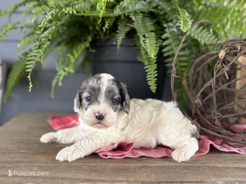 Hazel – Cockapoo, Cocker Spaniel puppy for sale in Trenton, MO