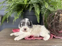 Hazel, a female Cockapoo and Cocker Spaniel for sale in Trenton, MO – 1 of 3