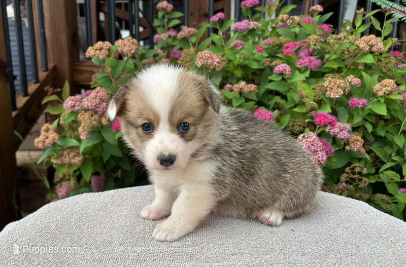 AKC- Reece  – Pembroke Welsh Corgi puppy for sale in Trenton, MO