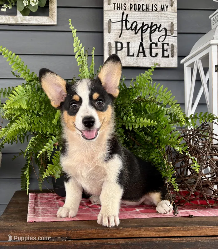 AKC Riley  – Pembroke Welsh Corgi puppy for sale in Trenton, MO