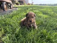 Piper , a female Aussiedoodle and Miniature Aussiedoodle for sale in Trenton, MO – 2 of 3