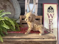 Teresa, a female Goldendoodle and Miniature Goldendoodle for sale in Trenton, MO – Photo 2 of 3