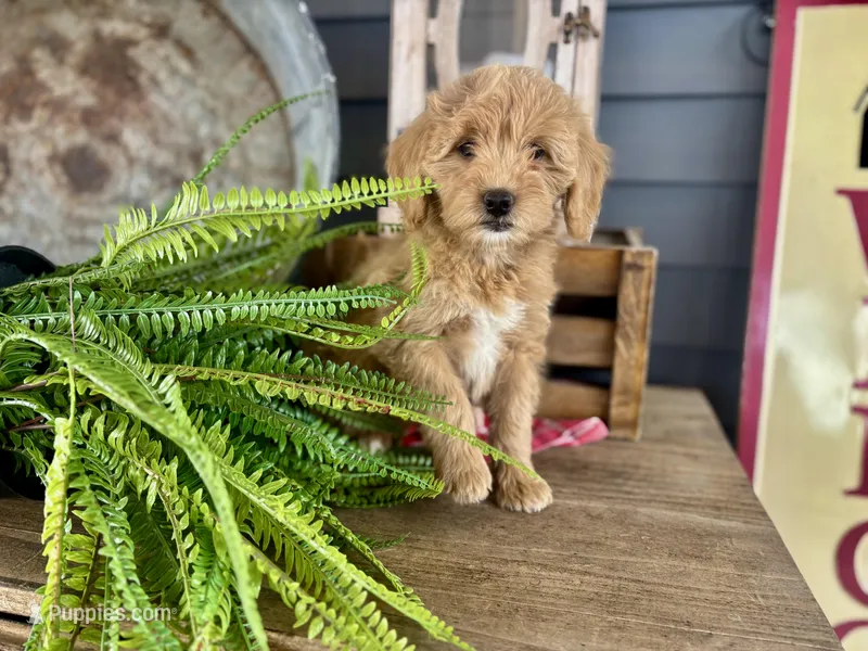 Teresa – Bernedoodle, Miniature Bernedoodle puppy for sale in Trenton, MO