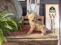 Teresa, a female Goldendoodle and Miniature Goldendoodle for sale in Trenton, MO – Photo 3 of 3