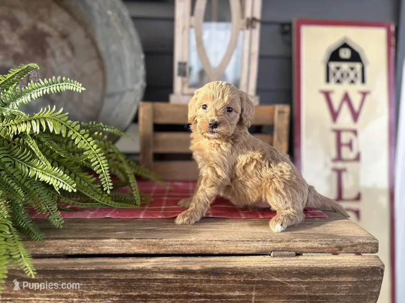 Teresa – Goldendoodle, Miniature Goldendoodle puppy for sale in Trenton, MO