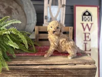 Teresa, a female Goldendoodle and Miniature Goldendoodle for sale in Trenton, MO – Photo 1 of 3