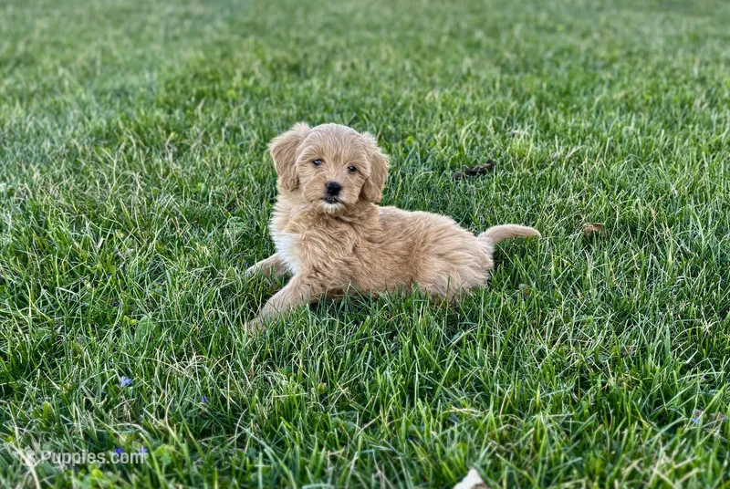 Teresa – Bernedoodle, Miniature Bernedoodle puppy for sale in Trenton, MO