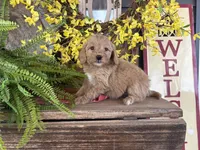 Teresa, a female Bernedoodle and Miniature Bernedoodle for sale in Trenton, MO – Photo 1 of 4