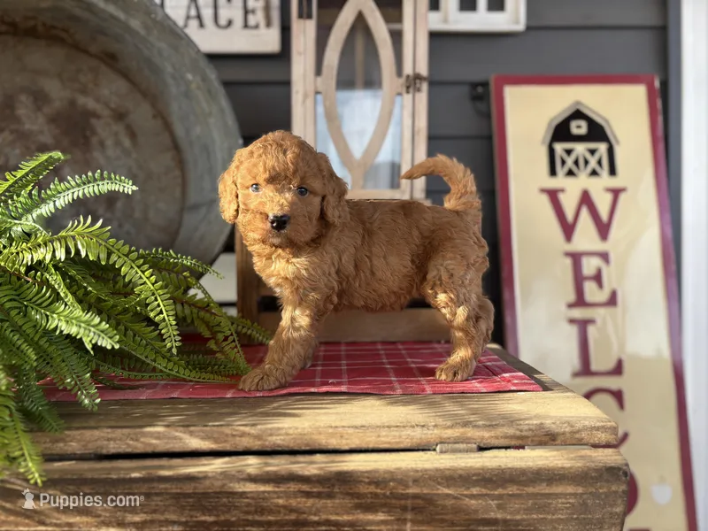 Ash – Goldendoodle, Miniature Goldendoodle puppy for sale in Trenton, MO