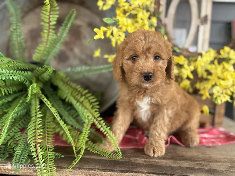 Ash – Bernedoodle, Miniature Bernedoodle puppy for sale in Trenton, MO