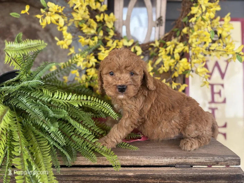 Ash – Goldendoodle, Miniature Goldendoodle puppy for sale in Trenton, MO