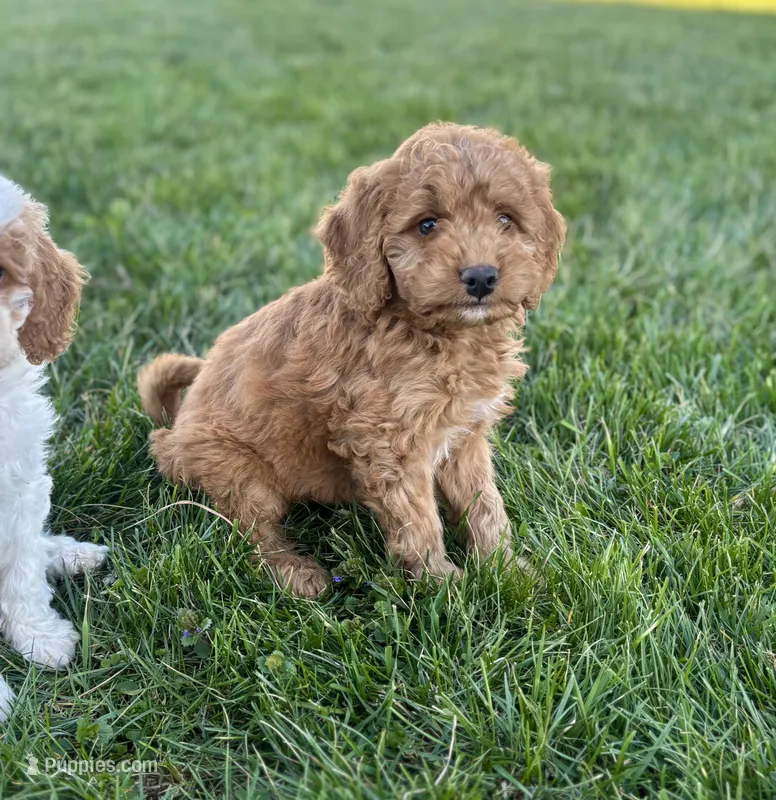Ash – Bernedoodle, Miniature Bernedoodle puppy for sale in Trenton, MO