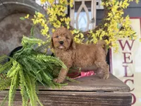 Ash, a male Bernedoodle and Miniature Bernedoodle for sale in Trenton, MO – Photo 2 of 5