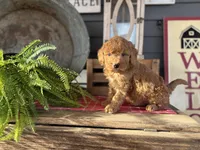 Ash, a male Goldendoodle and Miniature Goldendoodle for sale in Trenton, MO – Photo 3 of 3