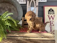 Ash, a male Goldendoodle and Miniature Goldendoodle for sale in Trenton, MO – Photo 2 of 3