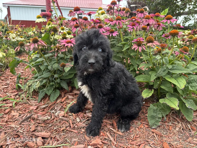 Abby – Aussiedoodle, Miniature Aussiedoodle puppy for sale in Trenton, MO