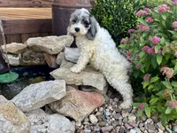 Hazel, a female Cockapoo and Cocker Spaniel for sale in Trenton, MO – 2 of 10