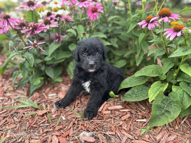 Finn – Aussiedoodle, Miniature Aussiedoodle puppy for sale in Trenton, MO
