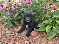Finn, a female Aussiedoodle and Miniature Aussiedoodle for sale in Trenton, MO – 1 of 4