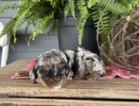 Dexter, a male Cockapoo and Cocker Spaniel for sale in Trenton, MO – 2 of 3