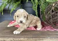 Ash, a male Cockapoo and Cocker Spaniel for sale in Trenton, MO – 2 of 3