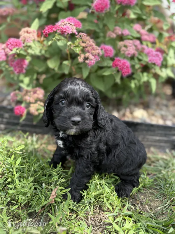 Gus – Cockapoo, Cocker Spaniel puppy for sale in Trenton, MO