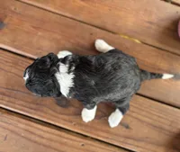 Josie , a female Miniature Bernedoodle and Bernefie for sale in Trenton, MO – 3 of 3