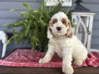 Cookie, a male Cockapoo and Cocker Spaniel for sale in Trenton, MO – 2 of 10
