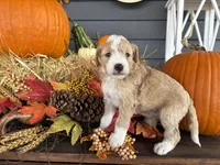 Ace , a male Bernedoodle and Miniature Bernedoodle for sale in Trenton, MO – 2 of 2