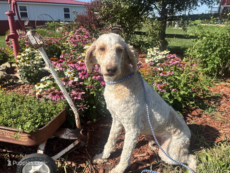 Jax – Poodle - Miniature , Poodle - Standard  puppy for sale in Trenton, MO