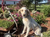 Jax, a male Poodle - Miniature  and Poodle - Standard  for sale in Trenton, MO – 1 of 3