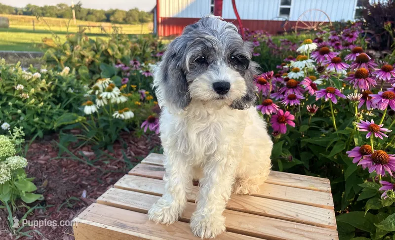 Hazel – Cockapoo, Cocker Spaniel puppy for sale in Trenton, MO