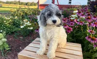 Hazel, a female Cockapoo and Cocker Spaniel for sale in Trenton, MO – 4 of 9