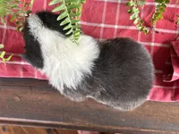 AKC- Zoie , a female Pembroke Welsh Corgi for sale in Trenton, MO – 2 of 2