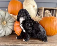 Cash, a male Cockapoo for sale in Trenton, MO – Photo 4 of 6