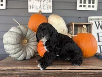 Cash, a male Cockapoo for sale in Trenton, MO – Photo 2 of 6
