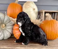 Cash, a male Cockapoo for sale in Trenton, MO – Photo 5 of 6
