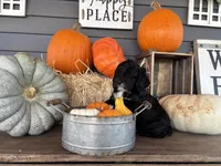 Cash, a male Cockapoo for sale in Trenton, MO – Photo 6 of 6
