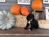 Cash, a male Cockapoo for sale in Trenton, MO – Photo 3 of 6