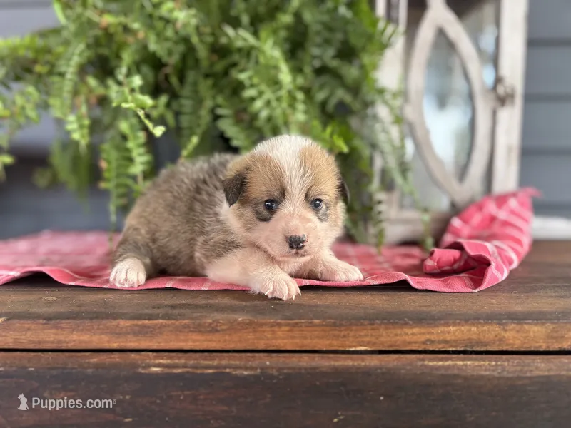 AKC- Reece  – Pembroke Welsh Corgi puppy for sale in Trenton, MO