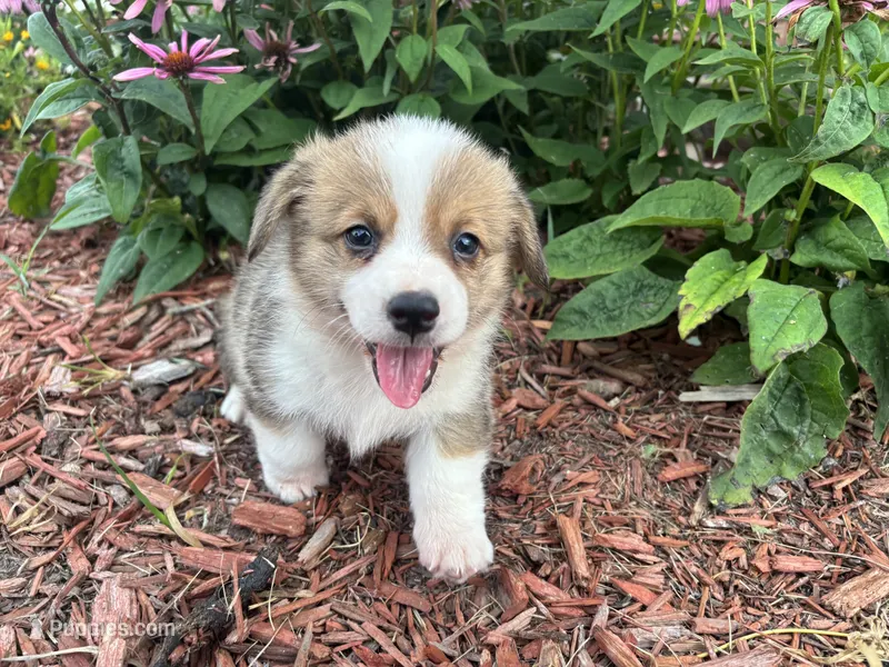 AKC-Gunner – Pembroke Welsh Corgi puppy for sale in Trenton, MO