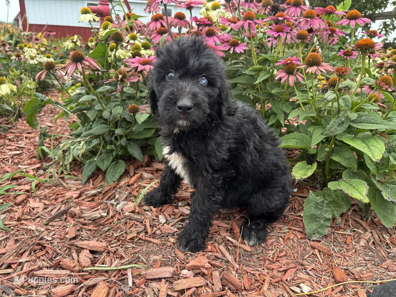 Abby – Aussiedoodle, Miniature Aussiedoodle puppy for sale in Trenton, MO