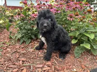 Abby, a female Aussiedoodle and Miniature Aussiedoodle for sale in Trenton, MO – 1 of 2