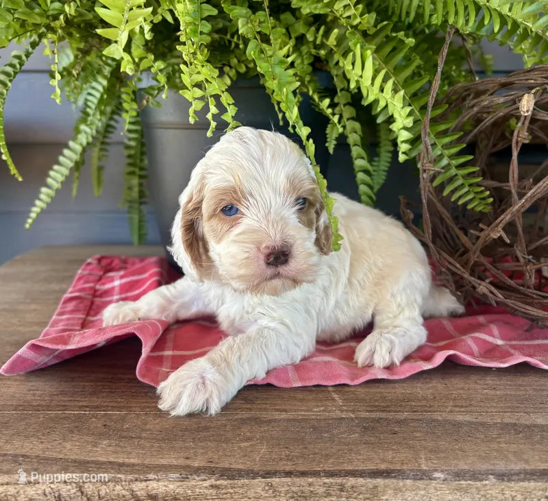 Cookie – Cockapoo, Cocker Spaniel puppy for sale in Trenton, MO