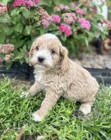 Ash, a male Cockapoo and Cocker Spaniel for sale in Trenton, MO – 7 of 10