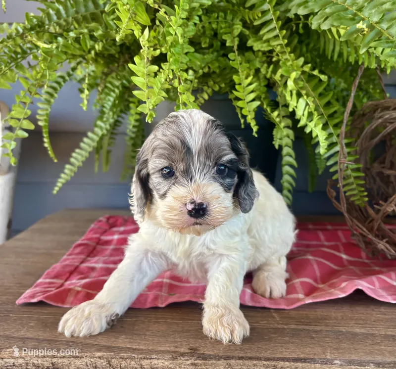 Hazel – Cockapoo, Cocker Spaniel puppy for sale in Trenton, MO
