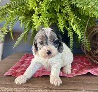 Hazel, a female Cockapoo and Cocker Spaniel for sale in Trenton, MO – 8 of 10