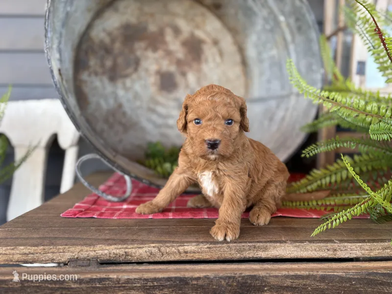 Clifford  – Bernedoodle, Miniature Bernedoodle puppy for sale in Trenton, MO