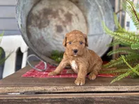 Clifford , a male Bernedoodle and Miniature Bernedoodle for sale in Trenton, MO – Photo 1 of 2